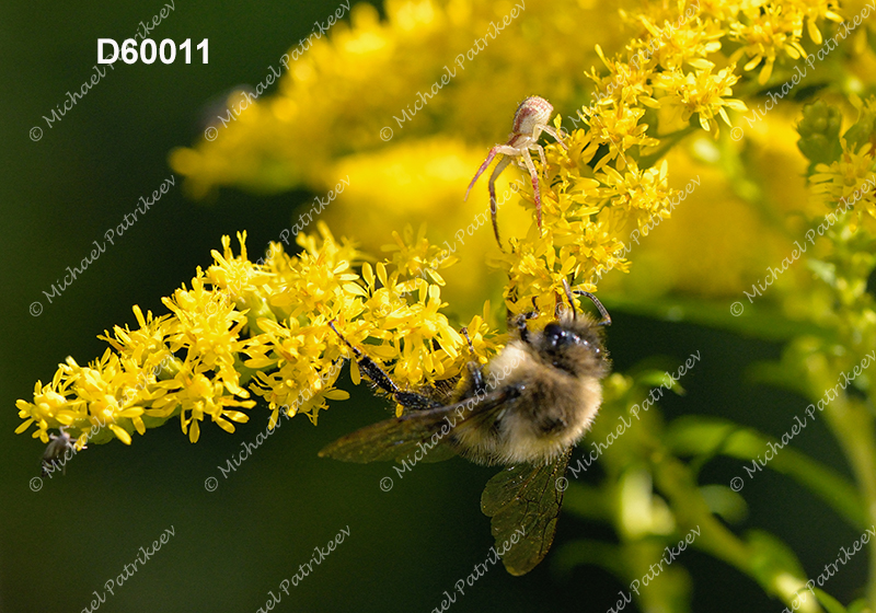 Goldenrod Crab Spider (Misumena vatia)